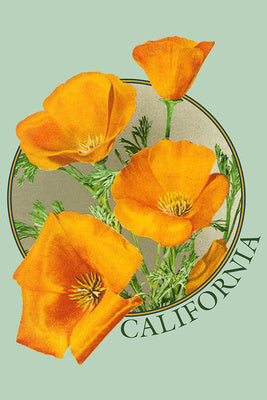 California Poppy Flowers Postcard